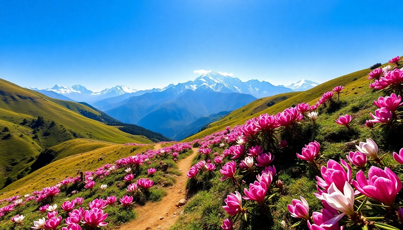Experience the breathtaking views along the sandakphu trek, showcasing vibrant trails and towering peaks.