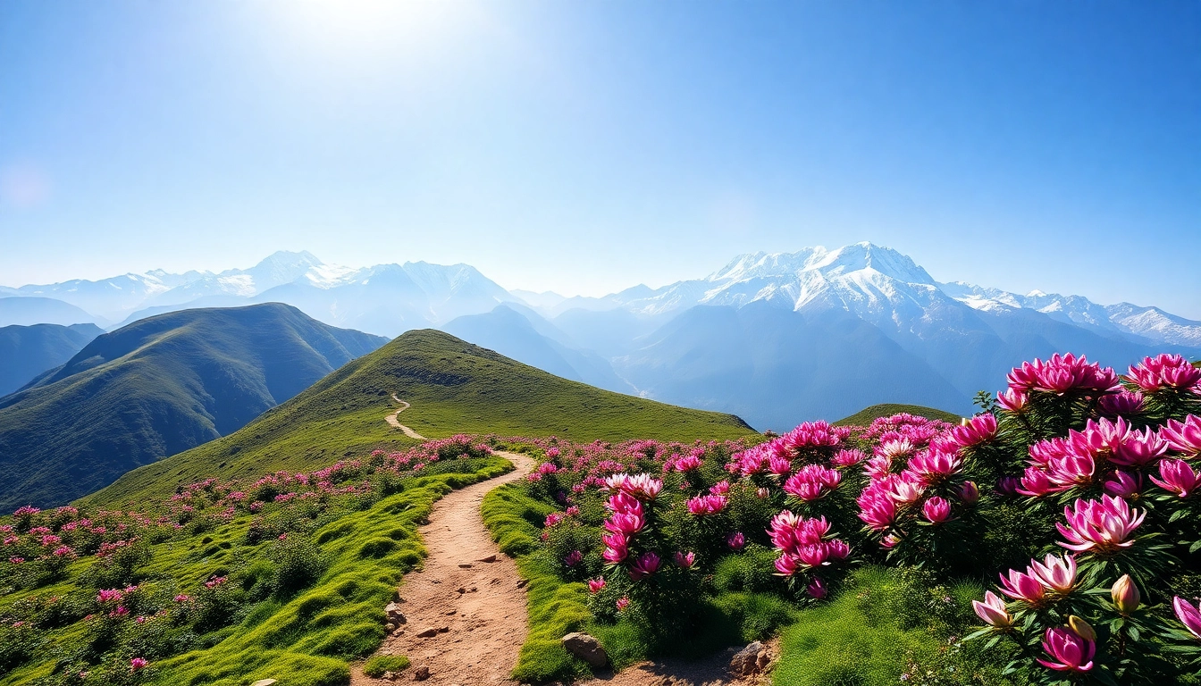 Experience the breathtaking views along the sandakphu trek, showcasing vibrant trails and towering peaks. related image